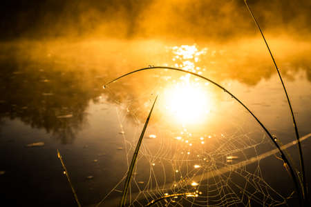 A beautiful spring sunrise scenery with plants growing on the banks of river. Springtime landscape with mist and local flora. Morning view at the river in Northern Europe.の写真素材