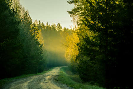 A beautiful scenery of an old road leading through the spingtime forest. Spring landscape of a forest road in woodlands in Northern Europe.の写真素材