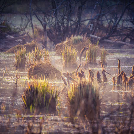 A messy landscape of a flooded clearing in the middle of forest in spring. Springtime scenery of...