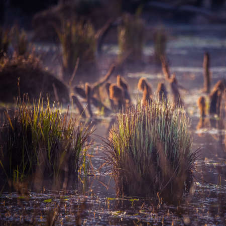 A messy landscape of a flooded clearing in the middle of forest in spring. Springtime scenery of...