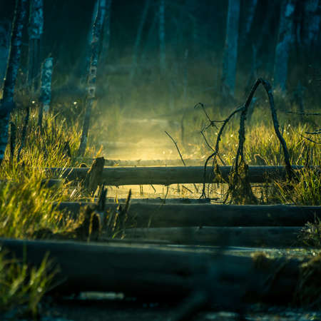A messy landscape of a flooded clearing in the middle of forest in spring. Springtime scenery of wetlands.の写真素材