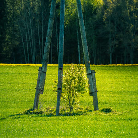A beautiful sunny spring morning in Northern Europe. Springtime scenery of the countryside. Morning landscape in the rural area during spring sunrise.の写真素材