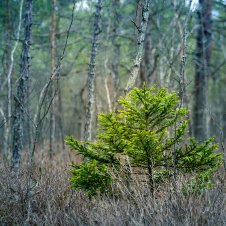 A beautiful springtime scenery of a swampy forest in Northern Europe. Spring landscape of a wet forest and small trees growing.の写真素材