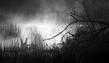 Dramatic, artistic scenery of a sunrise over flooded wetlands in Northern Europe. Springtime swamp with mist and colors. Beautiful scenery in the spring morning.の写真素材