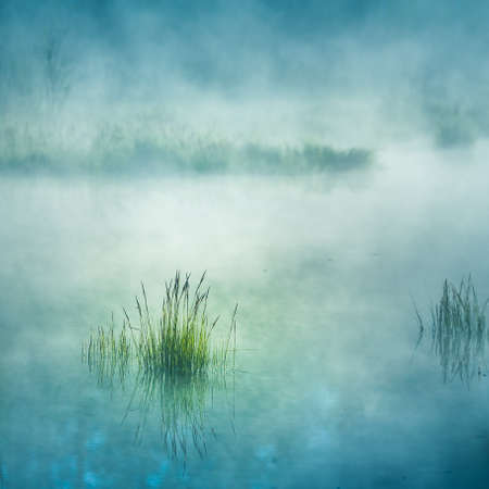 A beautiful flooded wetlands during the sunrise in spring. Fress, green grass growing in the water. Misty morning over the swamp. Springtime scenery in Northern Europe.の写真素材