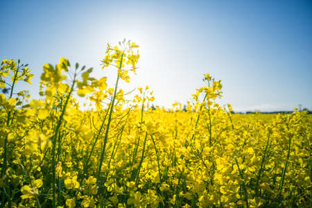 Beautiful yellow canola flowers growing in the cultivated field. Sunny summer scenery with rapeseed plants in Northern Europe.の写真素材