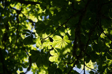 Beautiful chestnut tree leaves in a sunny summer morning. Natural scenery in Northern Europe with a...