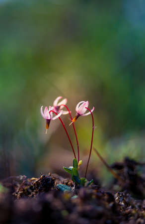 Beautiful pink cranberry flowers blooming on the ground of forest. Marshland scenery of Northern Europe.の写真素材