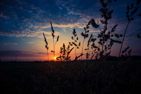 Beautiful fresh grass silhouettes against the dramatic skies. Rural summertime scenery of Northern Europe.の写真素材