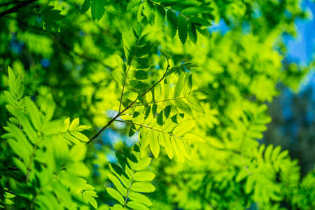 Beautiful, fresh, green leaves in the summer sunlight. Vibrant forest scenery of Northern Europe.