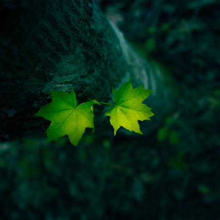 Beautiful fresh maple tree leaves from below. Early summer scenery in woodlands in Northern Europe.
