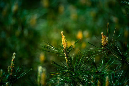 A beautiful blossoming pine trees in the early summer. Sunny scenery with trees in forest in...