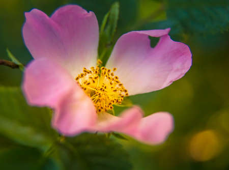 Beautiful, delicate wild rose flower in the summer. Pink wildflowers of Northern Europe.の写真素材