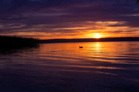A beautiful evening scenery at the lake with ducks. Summer sunset at the lakeside with waterfowl. Birds in the water.の写真素材