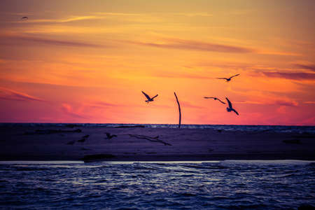 A beautiful sunset scenery with seagulls flying against the dramatic sky. Summer evening at the Baltic Sea.の写真素材