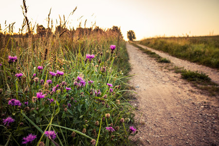 A beautiful landscape of a blooming red clover field during the sunrise. Summertime scenery of Northern Europe.の写真素材