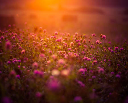 A beautiful landscape of a blooming red clover field during the sunrise. Summertime scenery of Northern Europe.の写真素材