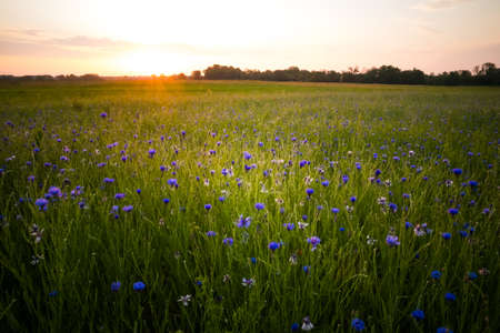A beautiful cornflower field during the morning hours of summer. Summertime scenery of Northern Europe.の写真素材