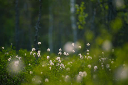 A forest landscape with cottongrass growing in the wet area of woodland. Summertime scenery of...