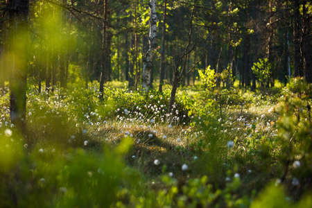 A forest landscape with cottongrass growing in the wet area of woodland. Summertime scenery of Northern Europe.の写真素材