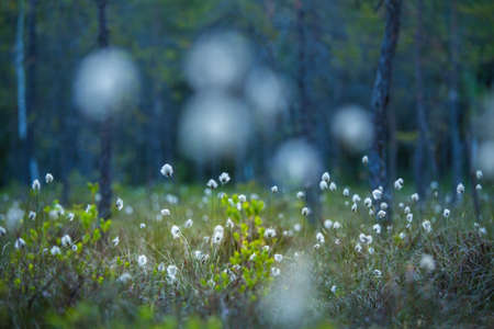A forest landscape with cottongrass growing in the wet area of woodland. Summertime scenery of Northern Europe.の写真素材
