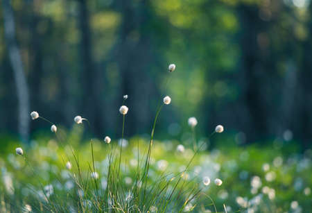 A forest landscape with cottongrass growing in the wet area of woodland. Summertime scenery of Northern Europe.の写真素材