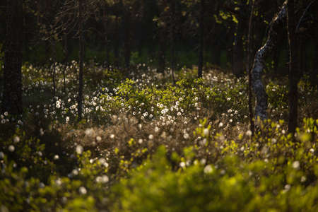 A forest landscape with cottongrass growing in the wet area of woodland. Summertime scenery of...
