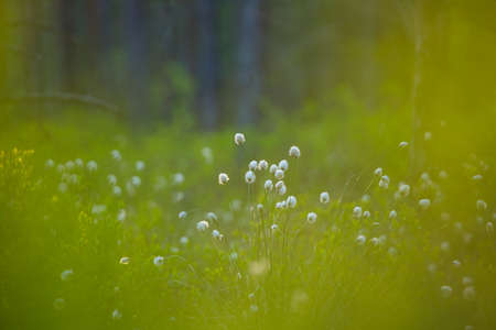 A forest landscape with cottongrass growing in the wet area of woodland.の写真素材