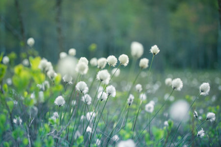 A forest landscape with cottongrass growing in the wet area of woodland.の写真素材