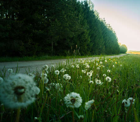 A beautiful morning landscape with dandelions growing in the field. Summertime scenery of Northern Europe.の写真素材