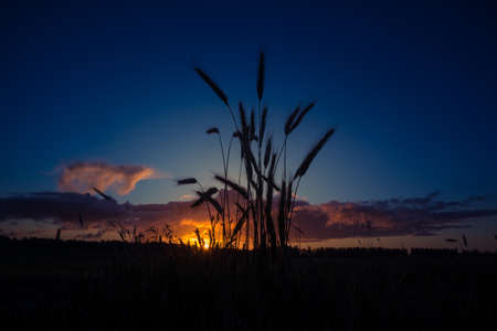A beautiful crop grain field in the middle of summer.の写真素材