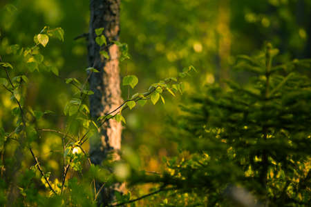 A beautiful morning landscape of a temperate forest in the summer. Woodlands with trees and vegetation. Summertime scenery of Northern Europe.の写真素材