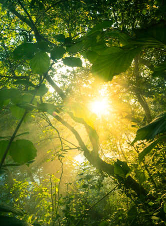 A beautiful morning landscape of a temperate forest in the summer. Woodlands with trees and...