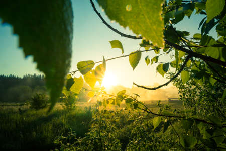 A beautiful morning landscape of a temperate forest in the summer. Woodlands with trees and vegetation. Summertime scenery of Northern Europe.の写真素材
