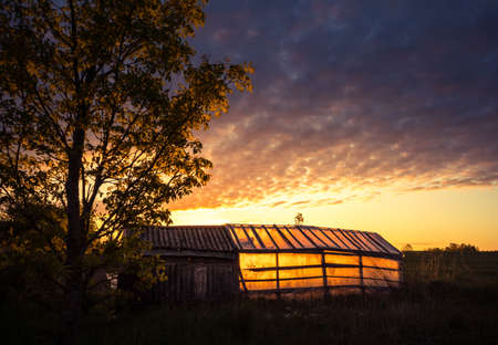 An abandoned greenhouse in the old garden with golden sunrise light shining through. Summertime scenery of Northern Europe.の写真素材