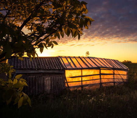An abandoned greenhouse in the old garden with golden sunrise light shining through. Summertime scenery of Northern Europe.の写真素材