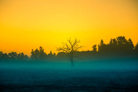 A bare tree silhouette in the distance in a misty morning sunrise. Summertime scenery of Northern Europe.の写真素材