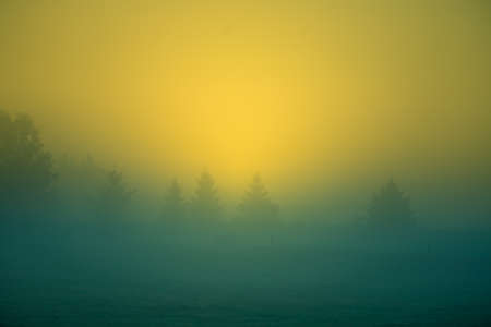 Sunlight shining through mist and trees during a summer sunrise. Summertime scenery of Northern Europe.の写真素材