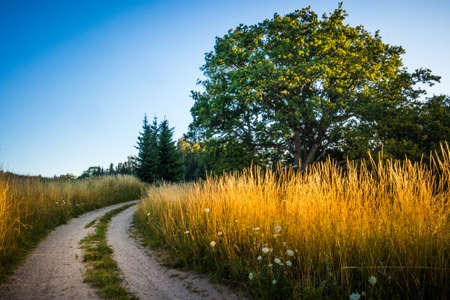 A summer morning landscape with a gravel road in the rural area. Countryside dirt road. Summertime...