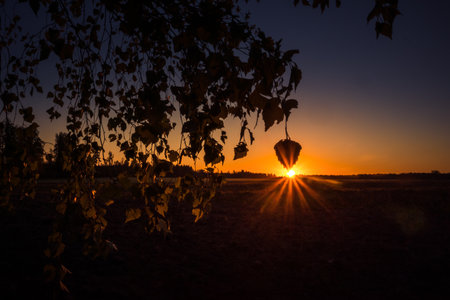The summer sun rising behind the birch tree. Tree silhouette against the morning sky. Summertime scenery of Northern Europe.の写真素材
