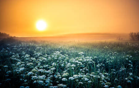 Sun rising over the summer meadow. Grass growing in rural landscape during sunrise. Summertime...