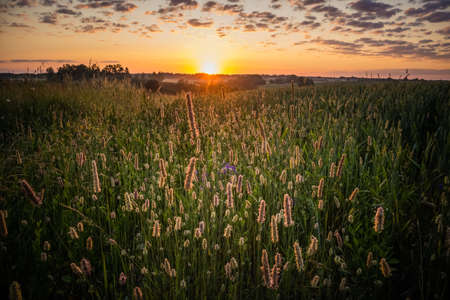 Sun rising over the summer meadow. Grass growing in rural landscape during sunrise. Summertime...