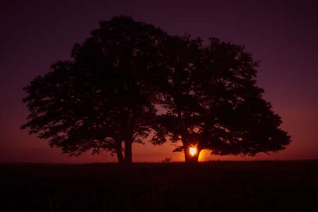 A summer sun rising behind a huge oak tree in the field. Tree silhouette against morning skies. Summertime scenery of Northern Europe.の写真素材