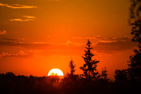 A rising sun behind spruce trees. Tree silhouette against the sunrise skies. Summertime scenery of Northern Europe.の写真素材