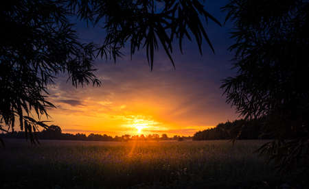 A beautiful summer sunrise behind the trees. Tree silhouette against the sunrise sky. Summertime scenery of Northern Europe.の写真素材