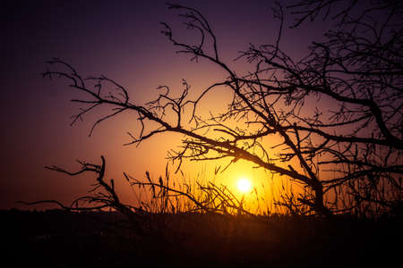 A beautiful summer sunrise behind the trees. Tree silhouette against the sunrise sky. Summertime scenery of Northern Europe.の写真素材