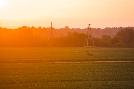 A beautiful evening scenery of a rural landscape. Sunset in the country landscape. Summertime scenery of Northern Europe.の写真素材