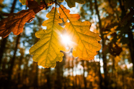 Beautiful autumn leaves hanging in the tree branches. Fall scenery of Northern Europe.の写真素材