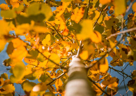 Beautiful autumn leaves hanging in the tree branches. Fall scenery of Northern Europe.