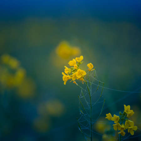 A beautiful autumn morning landscape with a rapeseed plants groping in the field. Canola plants in the fall in Northern Europe.の写真素材